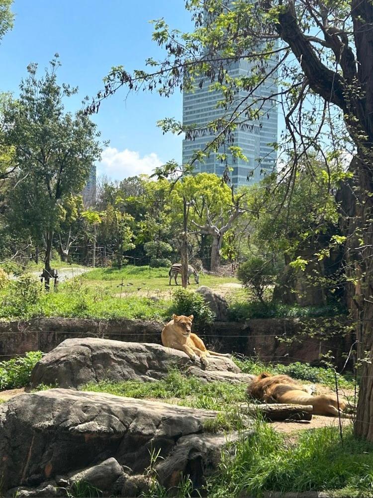Reifa宿泊動物園前2 오사카 외부 사진